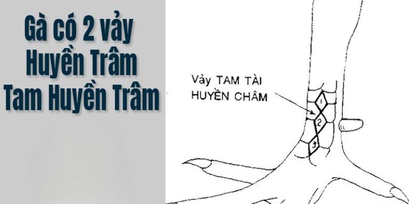 Cách xem vảy gà huyền trâm để chọn chiến kê mạnh nhất