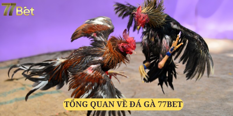 Đá gà 77bet vẫn giữ được sự hấp dẫn của mình nhờ sự đầu tư chỉn chu