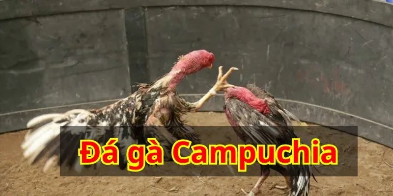 Đá Gà Campuchia - Mang Đến Trận Đấu Đỉnh Cao, Kịch Tính