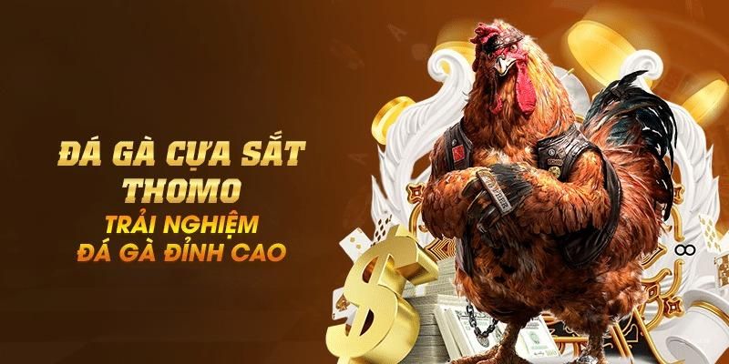 Gà cựa sắt: Chiến binh sắt đá đánh bại mọi đối thủ