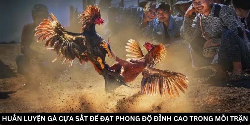 Khám phá bí mật đằng sau sức mạnh của gà cựa sắt