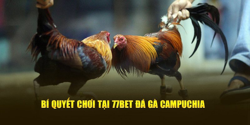 Tìm hiểu thông tin lịch sử thi đấu trước đây của các chú gà